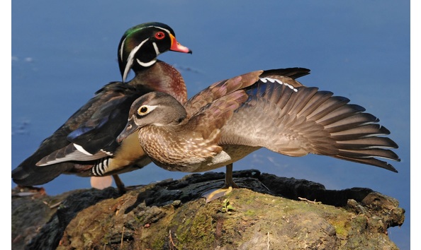 Big image apa 2016 a1 1602 3 wood duck carole carnovale kk breeding adult male and adult female