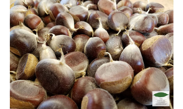 Big image american chestnuts are hairy and smaller yet sweeter than european and asian varieties 900