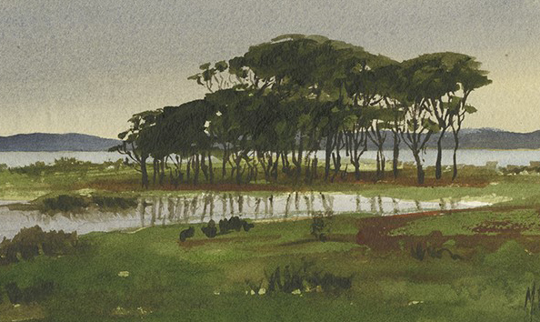 Big image kaipara manuka  detail