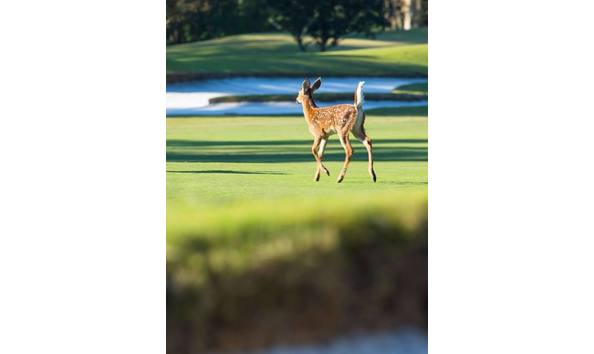 Big image 1111111111111