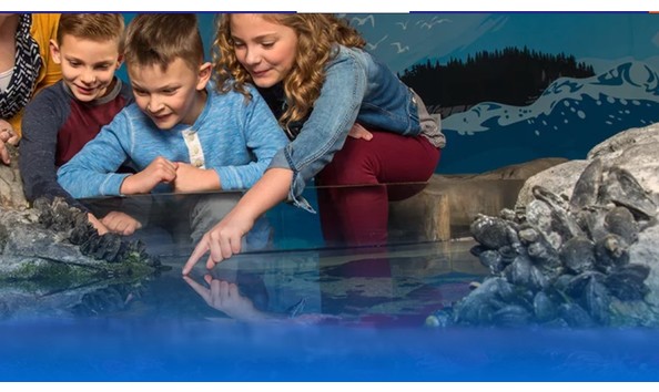 Big image sea life 3