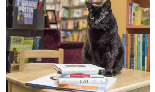 Big image screenshot 2024 02 22 at 11.39.57 am