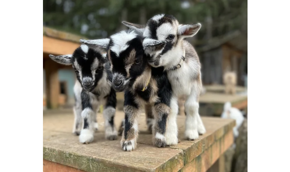 Big image screenshot 2024 02 23 at 11.29.21 am