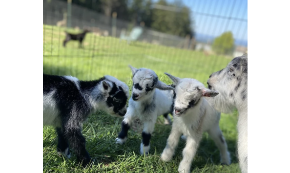 Big image screenshot 2024 02 23 at 11.29.44 am