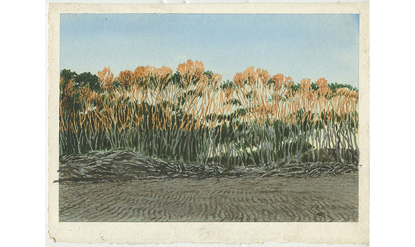 Big image sunlit kanuka  600