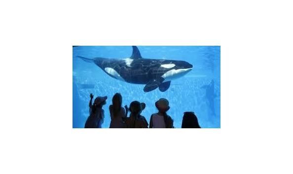 Big image sea world4