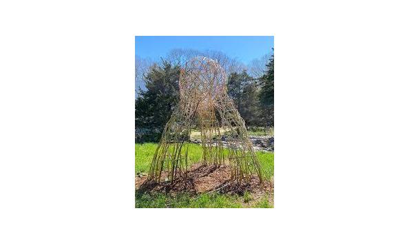 Big image 24 809 folly tree