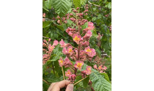 Big image 24 809 folly tree 2