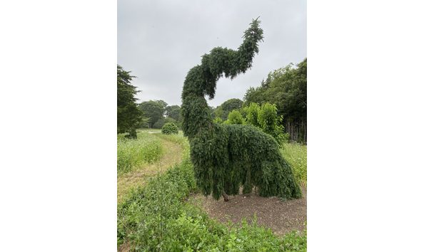 Big image 24 809 folly tree 3