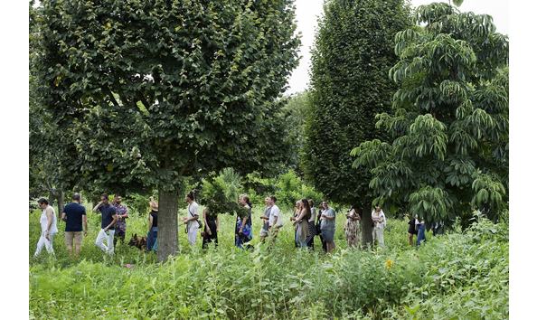 Big image folly tree