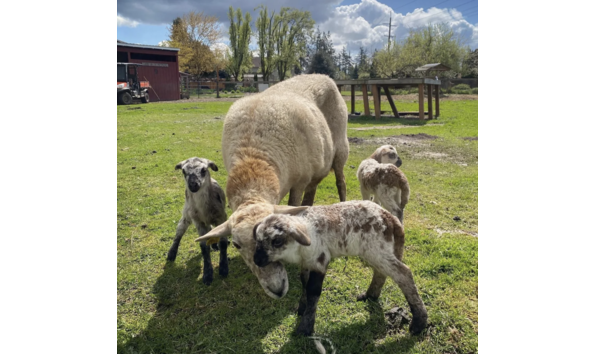 Big image screenshot 2024 03 20 at 9.38.05 am