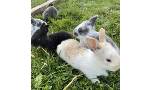 Big image screenshot 2024 03 20 at 9.39.14 am