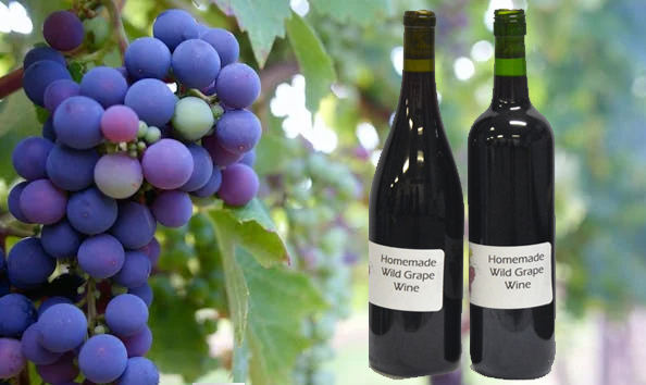 Big image fine wine from the vine 2