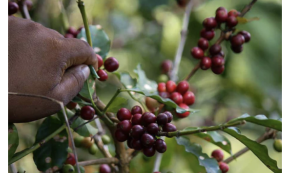 Big image screenshot 2024 03 23 at 8.13.41 am