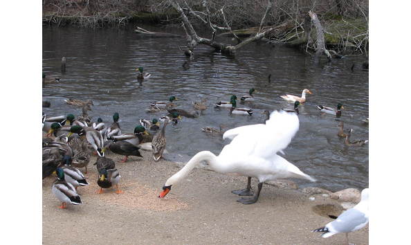Big image swan eating img 0060