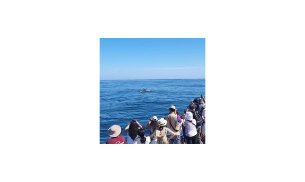 Big image whale watching