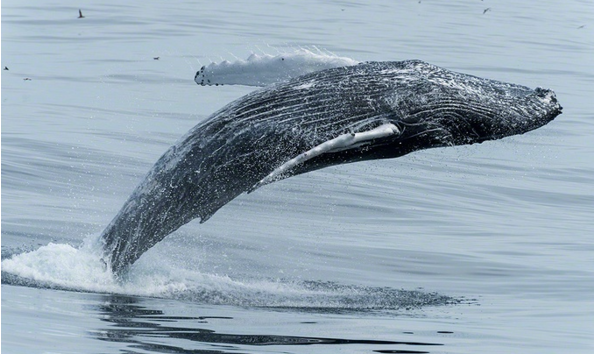 Big image whale watching 1