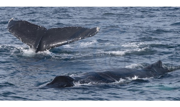 Big image whalewatching2