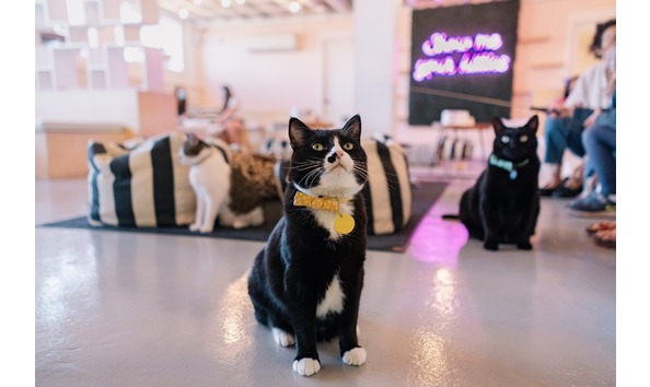 Big image pet lover pic 1