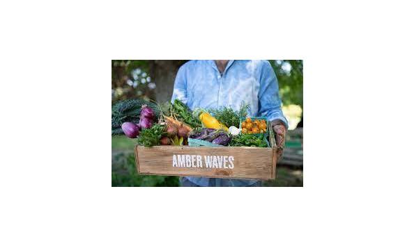 Big image amberwaves