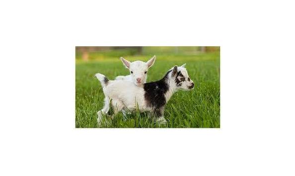 Big image baby goats