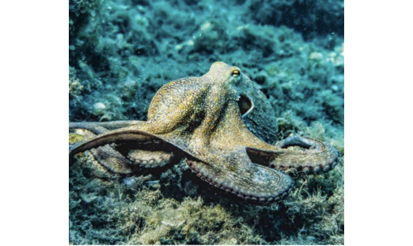 Big image screen shot 2024 04 30 at 4.53.07 pm