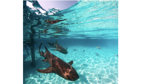 Big image screen shot 2024 04 30 at 4.53.41 pm