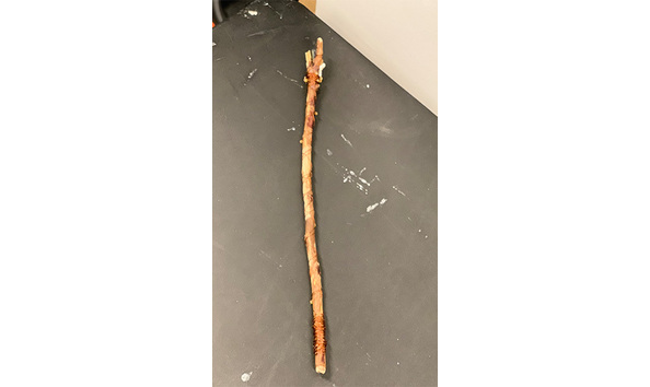 Big image 202308cply002   wood   wire wand