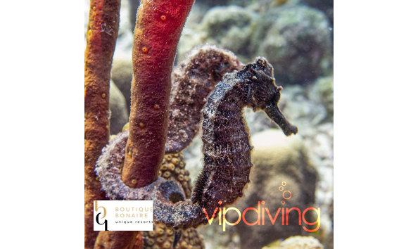 Big image boutique bonaire sq logo seahorses