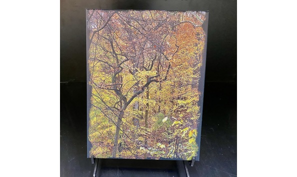 Big image fall pinnacle tree