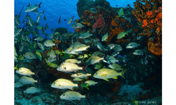 Big image cozumel reef with fish  david jones  pro dive international