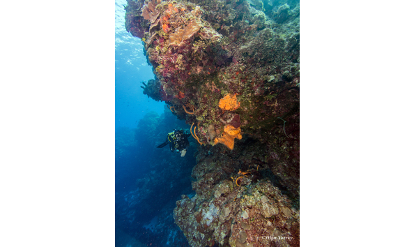 Big image day 2 palancar gardens  la francesa  punta dalila1