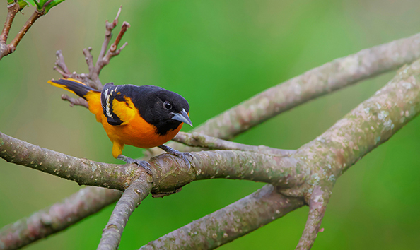 Big image springtime bird walk 594 354