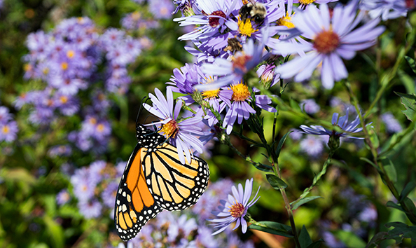 Big image monarch meadow shutterstock  my travel curator smooth blue aster 594 354