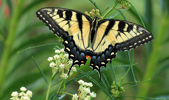 Big image pollinator paradise whorled milkweed shutterstock  kevin collison 594 354