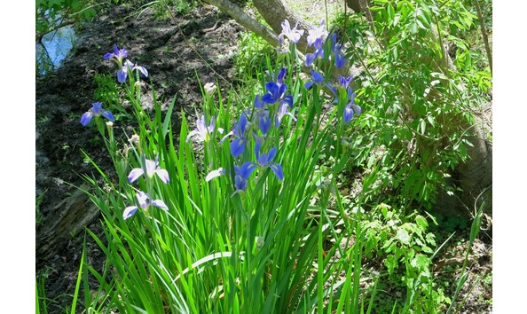 Big image irises by charles lovell