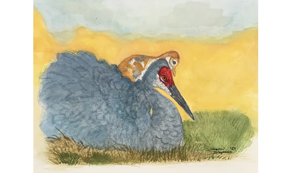 Big image crane   colt