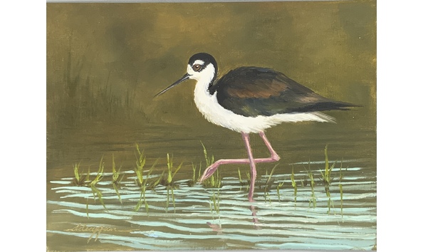Big image black necked stilt