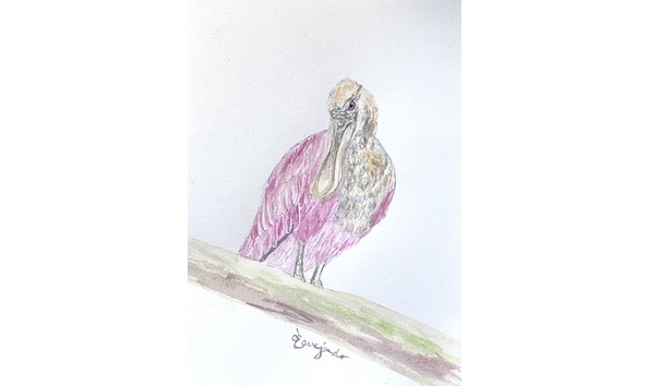 Big image 5 roseate spoonbill playful coyness2