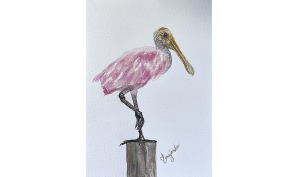 Big image 4 roseate spoonbill in balance2
