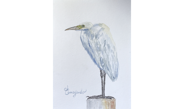 Big image 3 egret stare2