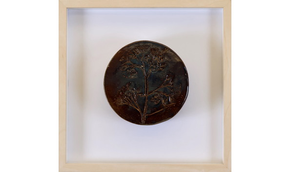 Big image jones a cardamine douglassil