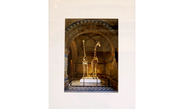 Big image sells s giraffe and skeleton