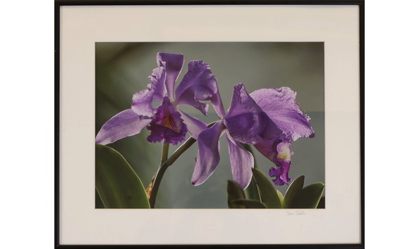 Big image sells s orchids