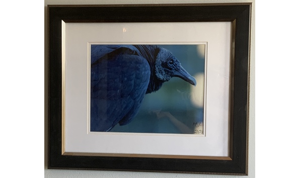 Big image blue bird