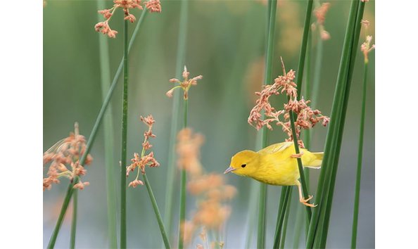 Big image warbler at coastal heritage preserve 800 1350x1013