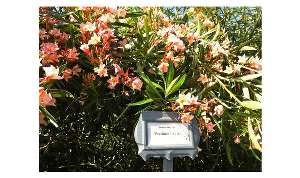 Big image oleander garden park der oleander society in galveston