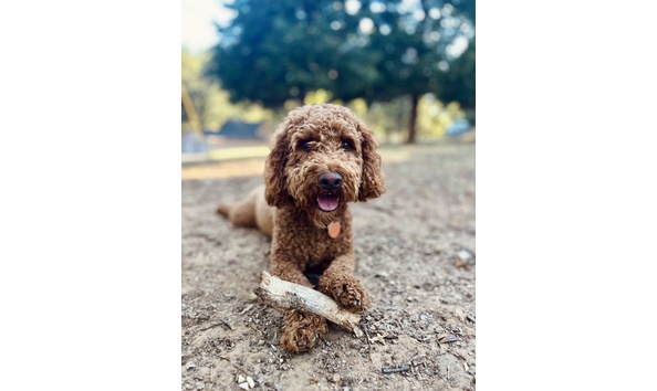 Big image cocoa   gavin thompson