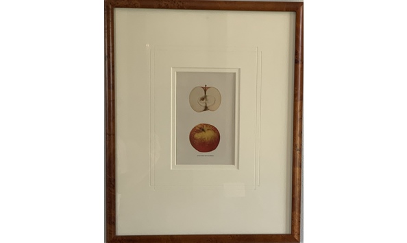 Big image spitzenberg