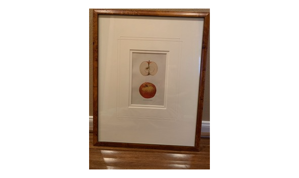 Big image newton spitzenberg apple